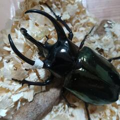 コーカサスオオカブトの画像
