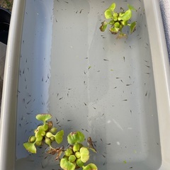 雑種　メダカの画像