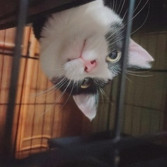 3匹です🎵よろしくお願いします🐱