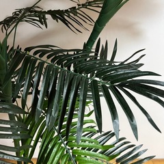 アレカヤシ 観葉植物 の画像