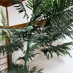 アレカヤシ 観葉植物 の画像