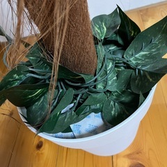 アレカヤシ 観葉植物 の画像