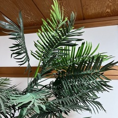 アレカヤシ 観葉植物 の画像
