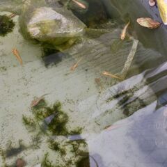 ミナミヌマエビ　10匹🦐の画像