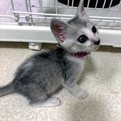 【NEW】１ヶ月の子猫☆