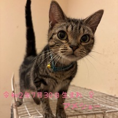 アメショー♀