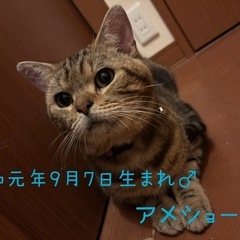 アメショー♂