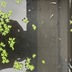 ランキングキーワードに紐づく投稿画像-メダカ