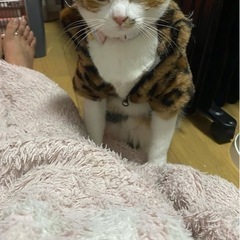 ペットウェアの画像