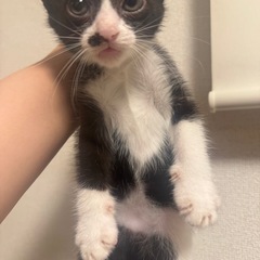 生後2ヶ月子猫