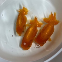 協会系　らんちゅう　当歳　1匹　150円の画像
