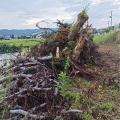 剪定・抜根木材の画像