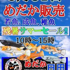 8/31サマーセール開催♦めだかHOUSE日田