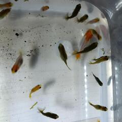 金魚幼魚　1～3㎝程の画像