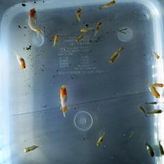 金魚幼魚　1～3㎝程の画像
