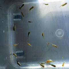 金魚幼魚　1～3㎝程の画像