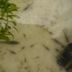 ヌマエビの画像