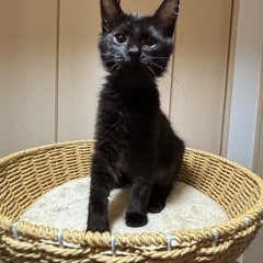 ゴロスリ長毛の黒猫①
