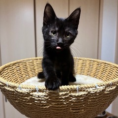性格良し！黒猫の男の子②