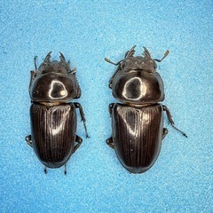 ⑤【自己採集血統】北海道厚沢部町産オオクワガタ 68.6ミリ♂♀♀トリオの画像