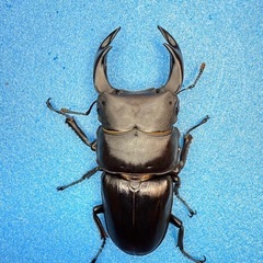 ⑤【自己採集血統】北海道厚沢部町産オオクワガタ 68.6ミリ♂♀♀トリオの画像