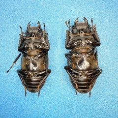 ⑤【自己採集血統】北海道厚沢部町産オオクワガタ 68.6ミリ♂♀♀トリオの画像