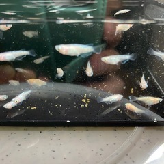 スズランダルマメダカの子供１５匹の画像