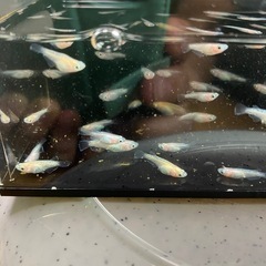 スズランダルマメダカの子供１５匹の画像