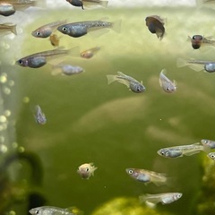 メダカお任せ30匹の画像
