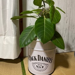 #1リメイクペール缶
の画像
