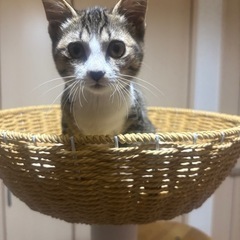 キジ白　ソックス猫のみり（里）ちゃん
