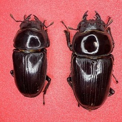 ⑥【自己採集血統】北海道厚沢部町産オオクワガタ 69.5ミリ♂♀♀トリオの画像