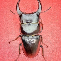 ⑥【自己採集血統】北海道厚沢部町産オオクワガタ 69.5ミリ♂♀♀トリオの画像