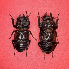 ⑥【自己採集血統】北海道厚沢部町産オオクワガタ 69.5ミリ♂♀♀トリオの画像