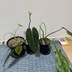 ランキングキーワードに紐づく投稿画像-観葉植物
