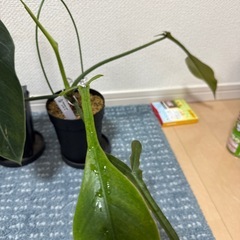 観葉植物レア種3種の画像