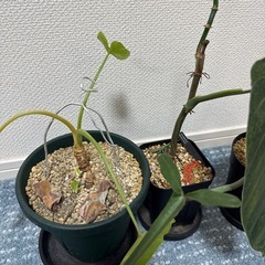 観葉植物レア種3種の画像