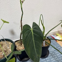 観葉植物レア種3種の画像