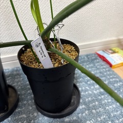 観葉植物レア種3種の画像
