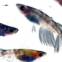 高級メダカを寄付します。（※幼稚園、小学校、福祉施設のみ）の画像