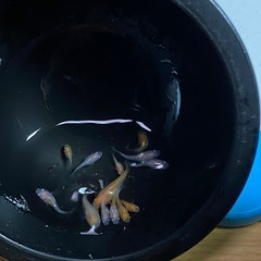 ミックスダルマメダカ１０匹ぐらいの画像
