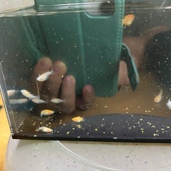 ミックスダルマメダカ１０匹ぐらいの画像