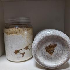 アンタエウスオオクワガタ【ブータン産】（幼虫）菌糸ビン入の画像