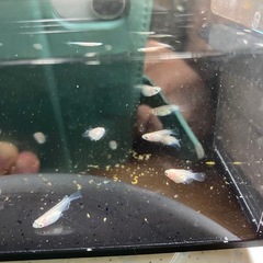 ピュアホワイトダルマメダカ8匹の画像
