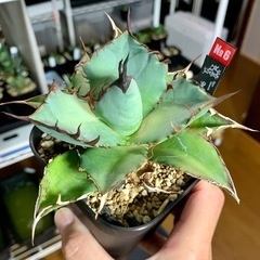 🟣写真更新🟣アガベ【ハデス/黒帝斯】中株🍀中心短葉展開中の画像