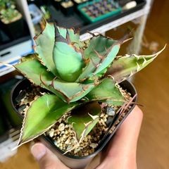 🟣写真更新🟣アガベ【ハデス/黒帝斯】中株🍀中心短葉展開中の画像