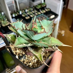 🟣写真更新🟣アガベ【ハデス/黒帝斯】中株🍀中心短葉展開中の画像