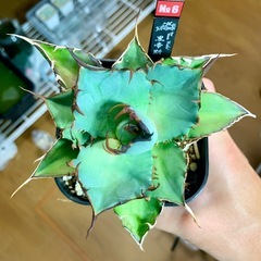 🟣写真更新🟣アガベ【ハデス/黒帝斯】中株🍀中心短葉展開中の画像