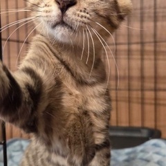 薄茶デレデレ甘えっ子さんです♪