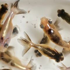 頂天眼🐟の画像